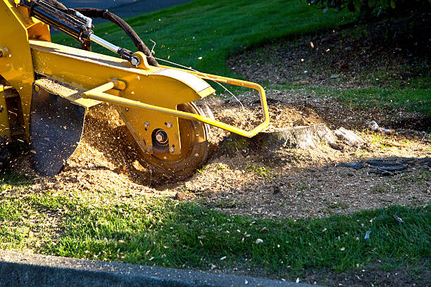 Best Utility Line Clearance  in Bowling Green, MO